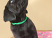 Stunning Black & Yellow Labrador Puppies