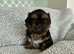 Adorable Shih Tzu Puppies &ndash; Ready for Loving Homes
