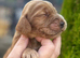 Working cocker spaniels