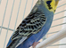 7 Aviary Budgies 2025