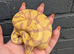 Pastel enchi coral glow hypo ball python