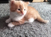 Gorgeous Ginger and White Fluffy Tabby
