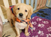 Ready Now! Stunning KC reg golden retriever pups
