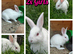 Baby Rabbits Ready for Their Forever Homes