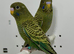 Beautiful Black face Budgies for sale