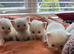 Ragdoll kittens