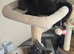 Maine coon kittens