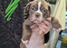 Beautiful old English bulldogs for sale!!!