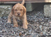 Cocker spaniel pups