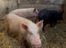 Three guilts ready for breeding mini pigs