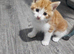3 kittens for sale