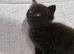 *2 left* Gorgeous fluffy kittens ready for their new homes
