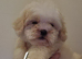 Shihpoos READY TO LEAVE NOW