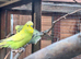Breeding pair