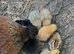 Day old Chicks ready to reserve for easter  LIMITED NUMBERS