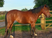 Lovely quarter horse x mare
