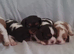 Chocolate cavalier king charles spaniel puppies