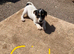 Jack Russell puppies