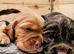 Stunning first litter of working sprocker puppies
