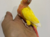 Stunning baby conures