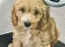 READY TODAY!!!! Gorgeous litter of 11 mini Goldendoodles