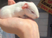 Male baby guinea pig