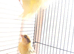 Beautiful young canaries