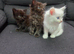 Ragdoll x Maine Coon kittens