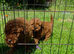 Miniature poodle