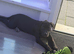 Female cane corso puppy