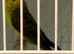 Proven Pair of Black Wing Budgies