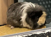2 lovely, guinea pigs for sale