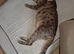 Beautiful Bengal x Persian Kittens