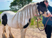 13.1 cob mare
