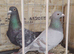 Pigeon for sale