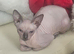 Beautiful Sphynx