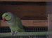 Indian ringneck boy