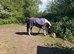 12.2h 3 year old gelding