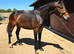 Irish Sports Horse Gelding