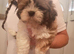 Shih tzu boy