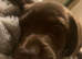 1 beautiful chocolate dachsdor puppy looking for there forever home