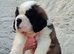 Show Quality Saint Bernard's