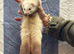 Semi angora Choclate hob kit for sale