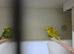 Helicopter budgies