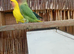 Baby lovebirds
