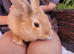 Gorgeous baby girl rabbit 11 weeks old