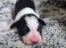 Border collie x papillon puppies