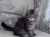 Maine coon male and female - active kittens