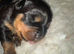 Stunning pedigree Rottweiler cubs