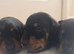 Miniature dachshund girl